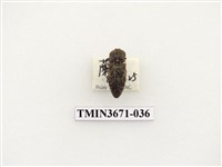 藏品(叩頭蟲(2))的圖片